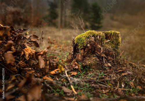Fototapeta Naklejka Na Ścianę i Meble -  Old stump overgrown with moss