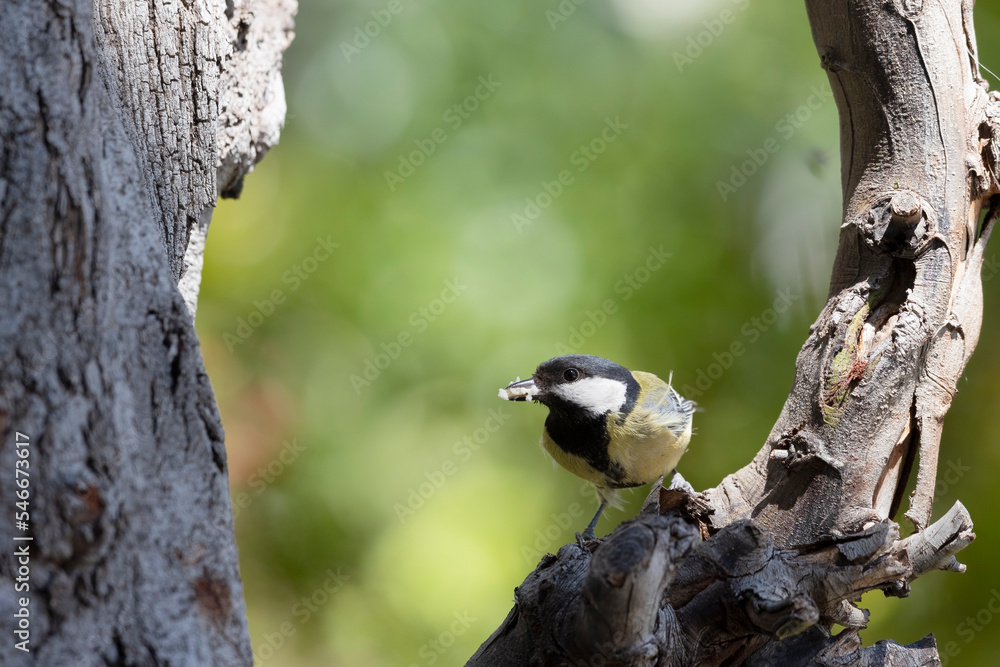 Great tit feeding chicks at the nest. Great tit feeding chicks at the nest.