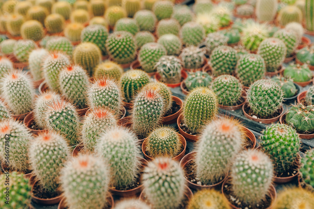 Gardening shop Industrial greenhouse various cactus plants in different pots Gardening shop Industrial greenhouse various cactus plants in different pots