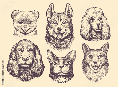 Popular breeds of dogs sketch set. Cute dog or puppy characters design collection. Funny pet animals vector illustration