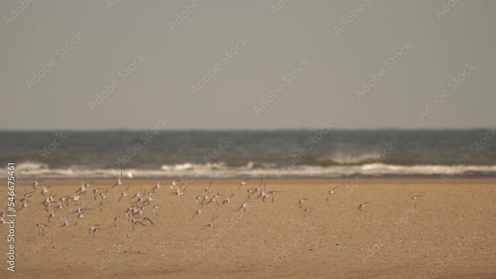 A large swarm of commong ringed plovers (Charadrius hiaticula) flying over the beach and landing on the sand A large swarm of commong ringed plovers (Charadrius hiaticula) flying over the beach and landing on the sand