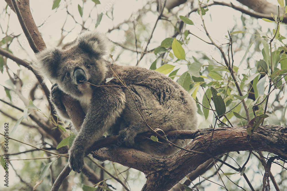 Naklejka premium koala bear in a eucalyptus tree, Australia kangaroo island