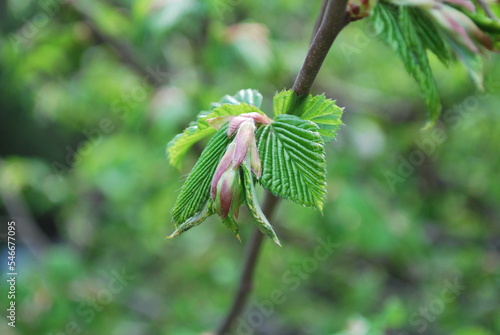 young leaves of Ribes sanguineum, the flowering currant, redflower currant, red-flowering currant, or red currant in spring photo
