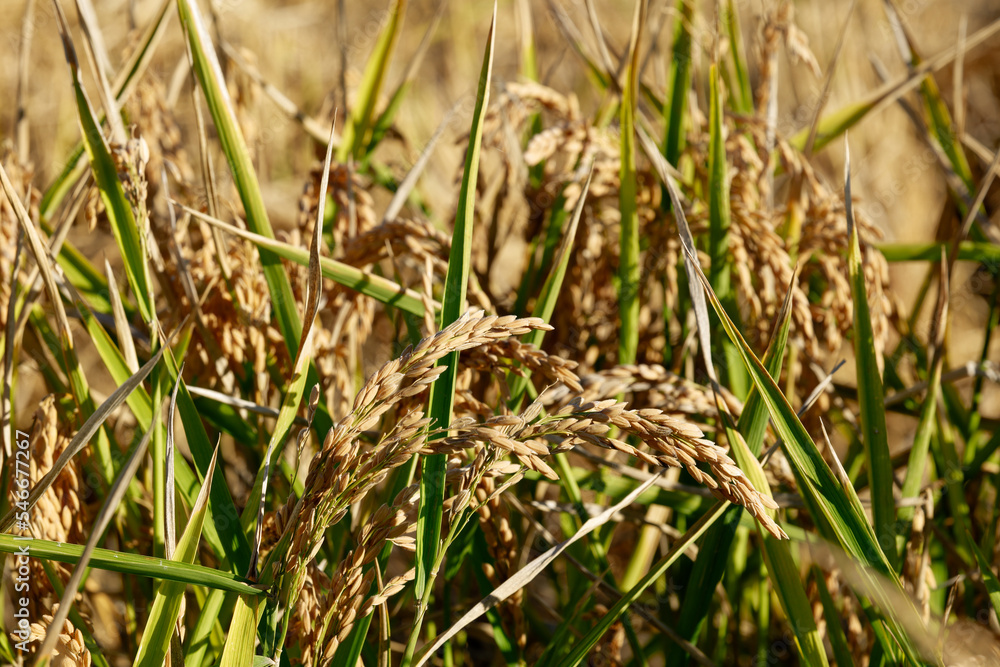 Closeup of rice crop and rice grain. Industrial agriculture and farming. Tagus Estuary Natural Reserve. Native Rice of Portugal.
Closeup of rice crop and rice grain. Industrial agriculture and farming. Tagus Estuary Natural Reserve. Native Rice of Portugal.