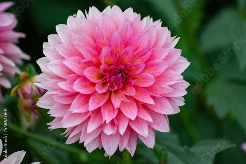 Horizontal image of a pink Dahlia in the background of green leaves