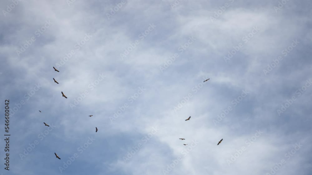 A flock of birds flies around a cloudy blue sky on a sunny day A flock of birds flies around a cloudy blue sky on a sunny day