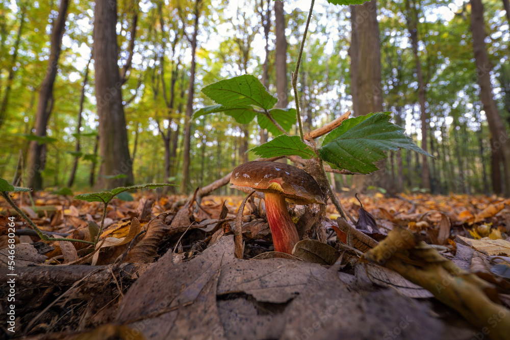 Edible mushroom in fallen hornbeam leaves. Edible mushroom in fallen hornbeam leaves.