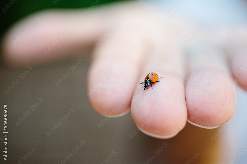 Ladybug on hand Ladybug on hand