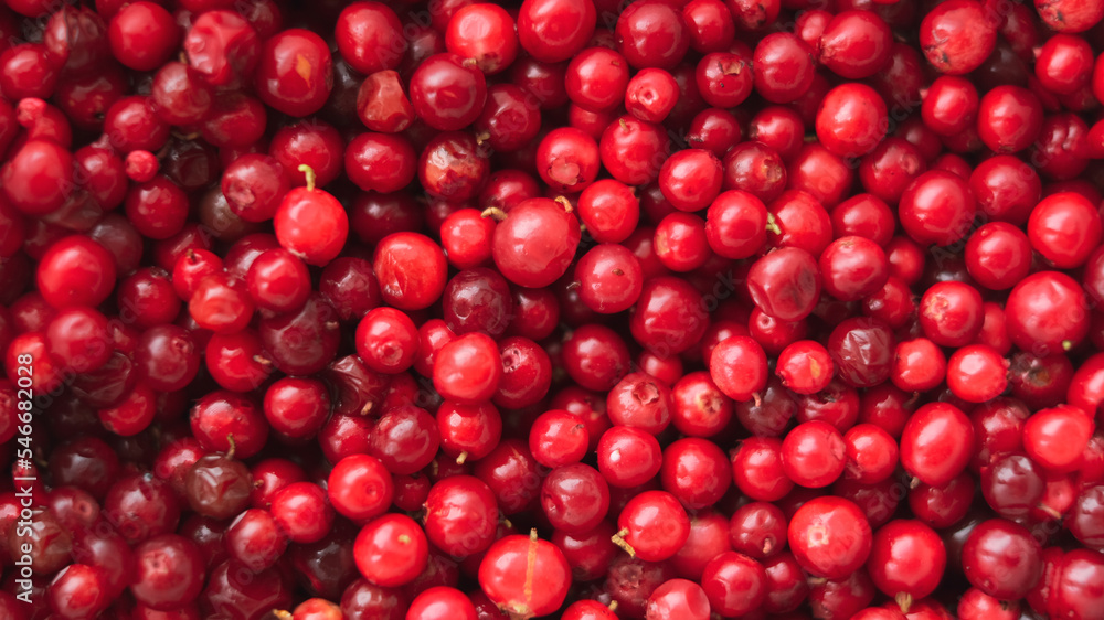 Close-up texture of cowberry berries. Natural background. Close-up texture of cowberry berries. Natural background.