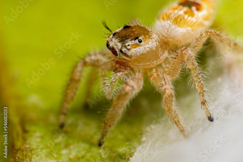 Macro orange jumping spider 