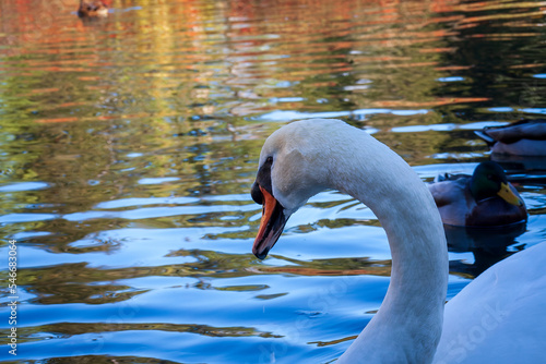 Vizille, Isere, Rhone-Alpes, France, 20 11 2022 photo of a white swan swimming in a lake photo