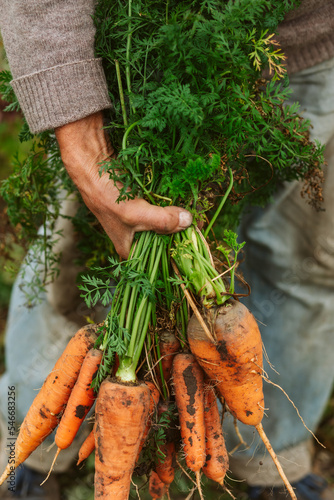 Ecofarm, fresh carrot from garden photo