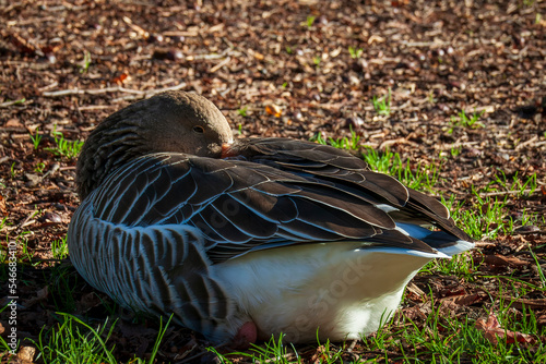 Vizille, Isère, Rhône-Alpes, France, 20 11 2022 photo of a goose resting on one leg, its head buried in its plumage photo