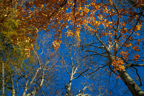 Vizille, Isère, Rhône-Alpes, France, 20 11 2022 photos of autumn landscapes in the park of the castle of Vizille photo