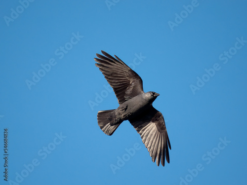 Jackdaw, Corvus monedula,
