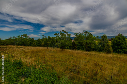 summer landscape with green trees, meadow, fields and sky with white clouds