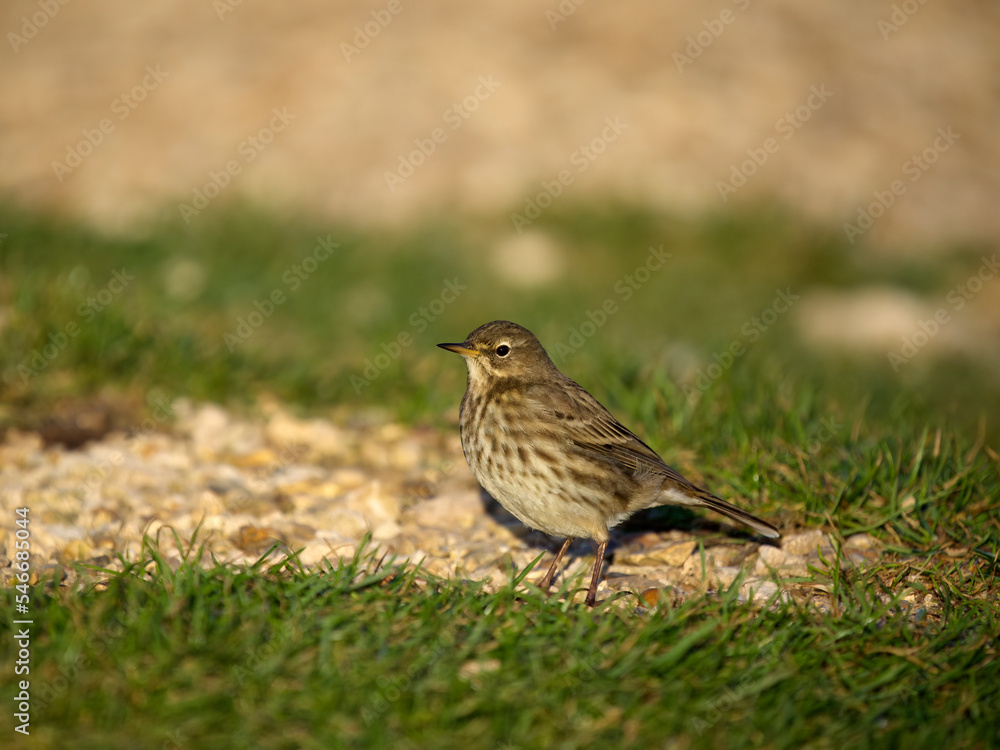Rock pipit, Anthus petrosus, Rock pipit, Anthus petrosus,