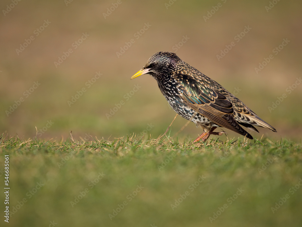 Starling, Sturnus vulgaris,