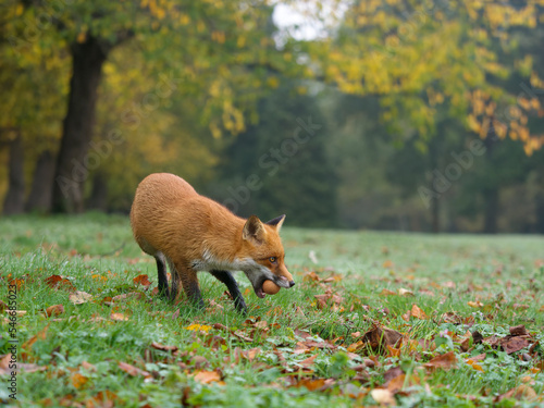 Red fox, Vulpes vulpes,