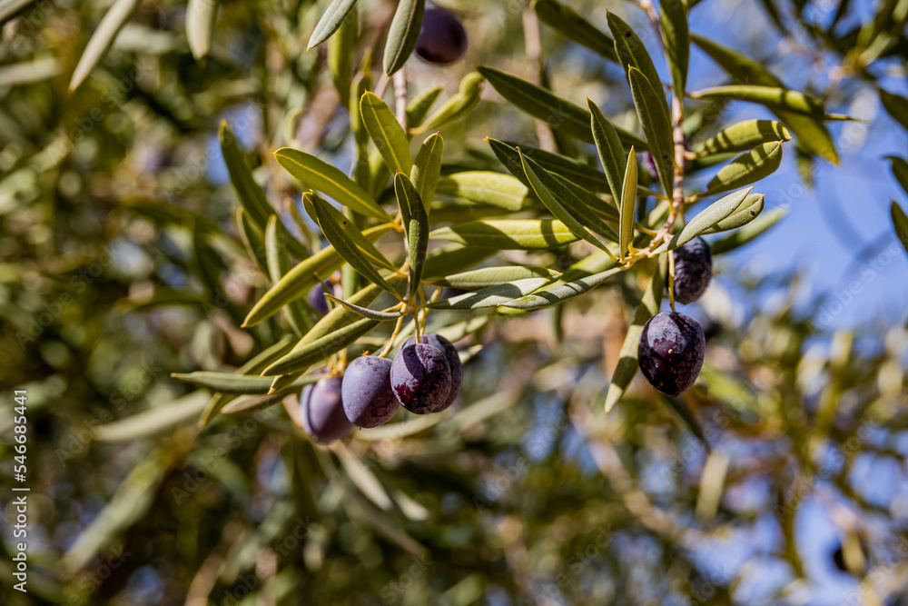 black ripe organic olives on the autumn tree in front of thugs on a warm sunny day black ripe organic olives on the autumn tree in front of thugs on a warm sunny day
