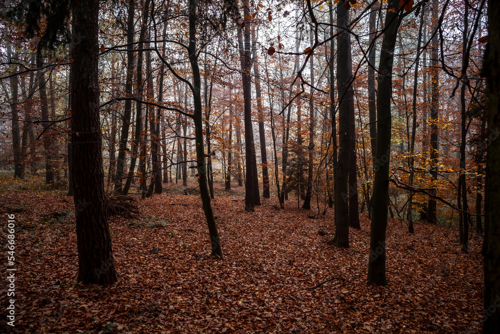 Misty autumn beech forest