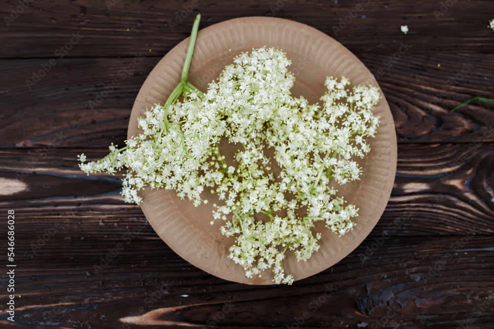 Ecological still life. A paper plate with a branch of flowering elderberry. Preparation of homeopathic remedies and medicines for alternative medicine from the natural flowers of black elderberry. Ecological still life. A paper plate with a branch of flowering elderberry. Preparation of homeopathic remedies and medicines for alternative medicine from the natural flowers of black elderberry.