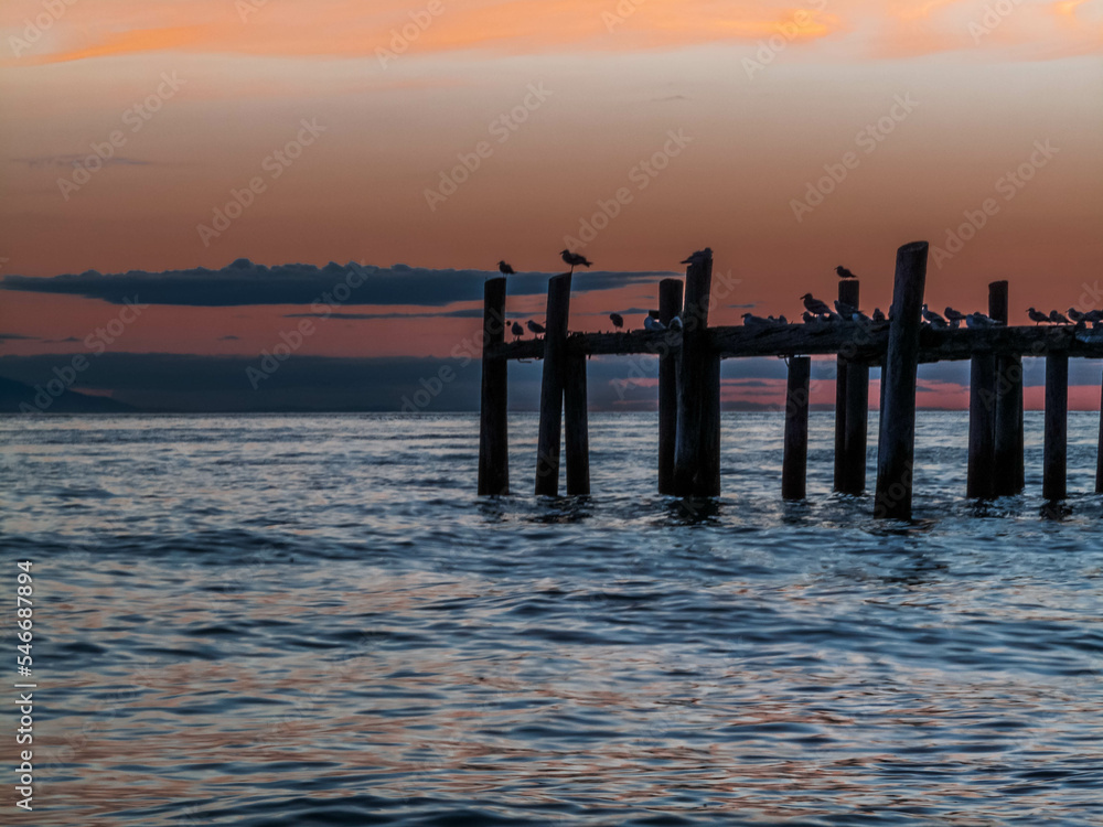 seagulls silhouette resting on posts at sun dawn, Point Roberts, Washington State, USA, night picture