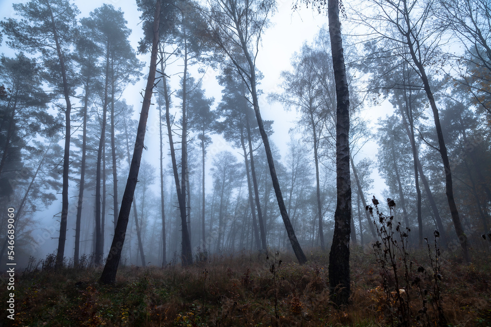 Dark moody forest