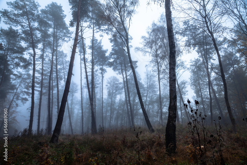 Obraz na płótnie Dark moody forest w salonie