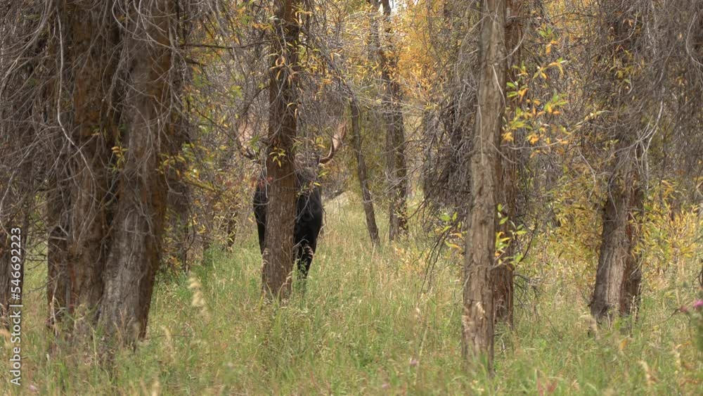 Bull Moose During the Rut in Wyoming in Autumn Bull Moose During the Rut in Wyoming in Autumn