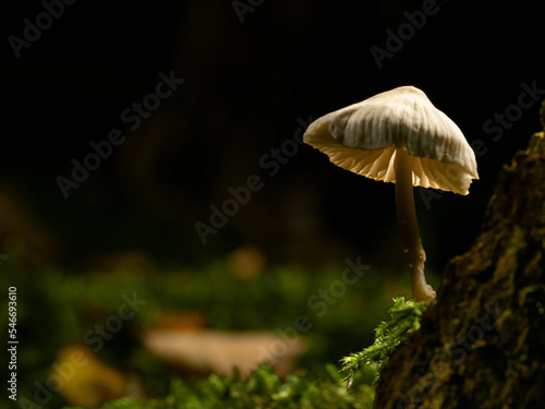 Angel's Bonnet - Mycena arcangeliana