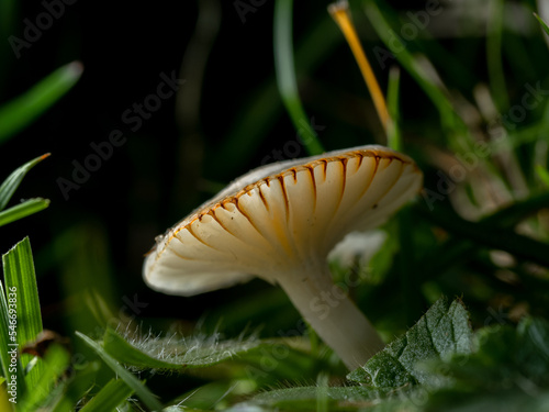 Snowy Waxcap.Hygrocybe / Cuphophyllus virgineus