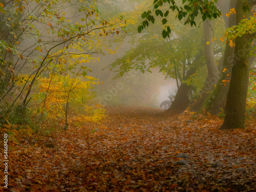 Misty Autumn