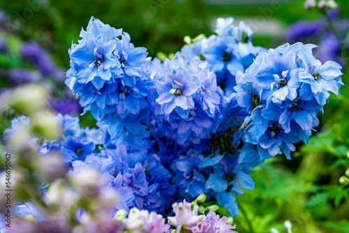Print op canvas Closeup of beautiful blue Larkspur flowers in a garden