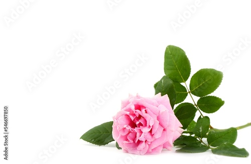 Card concept, with copy space, pink rose isolated on a white