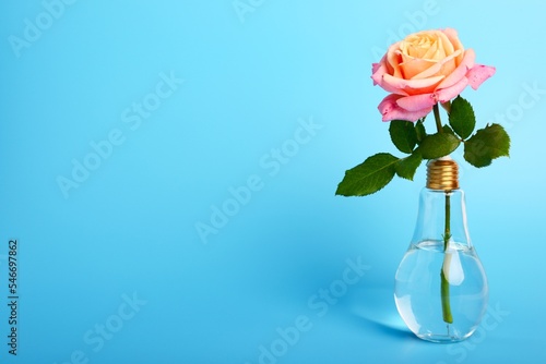 Card concept, with copy space, flowers on a white