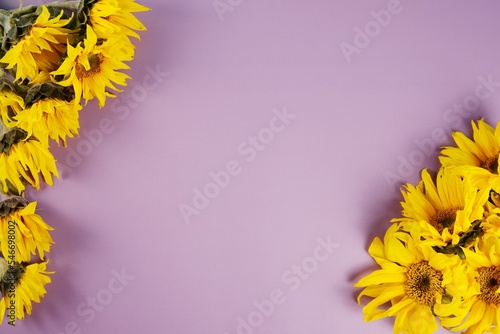 Beautiful sunflowers bouquet on a violet background.
