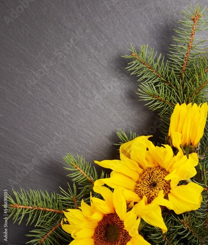 Christmas  pine branches and sunflowers,black rock background