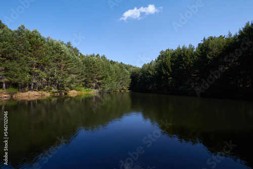 Calm river near coniferous trees