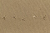 Tropy mewy na piasku