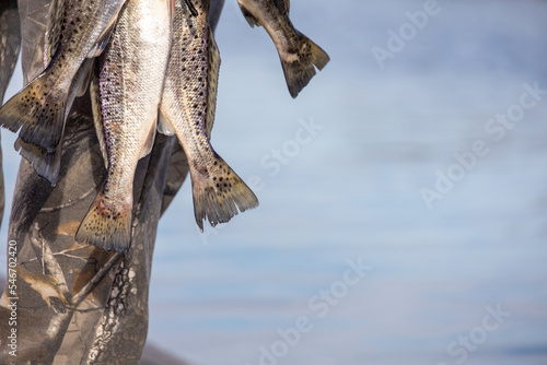 Photography speckled trout from the marsh in Louisiana