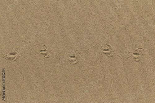 Tropy mewy na piasku