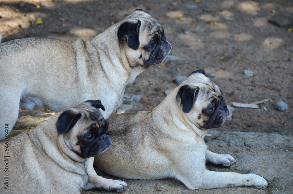 Family of pugs resting in the shade