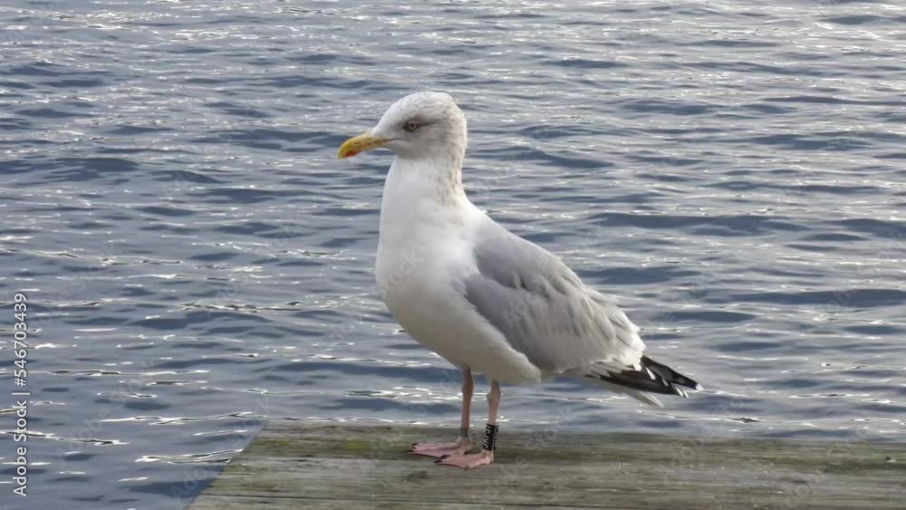 Seagull standing still: gull (Larus) on the shore posing against sea water while looking at the camera. Seagull standing still: gull (Larus) on the shore posing against sea water while looking at the camera.