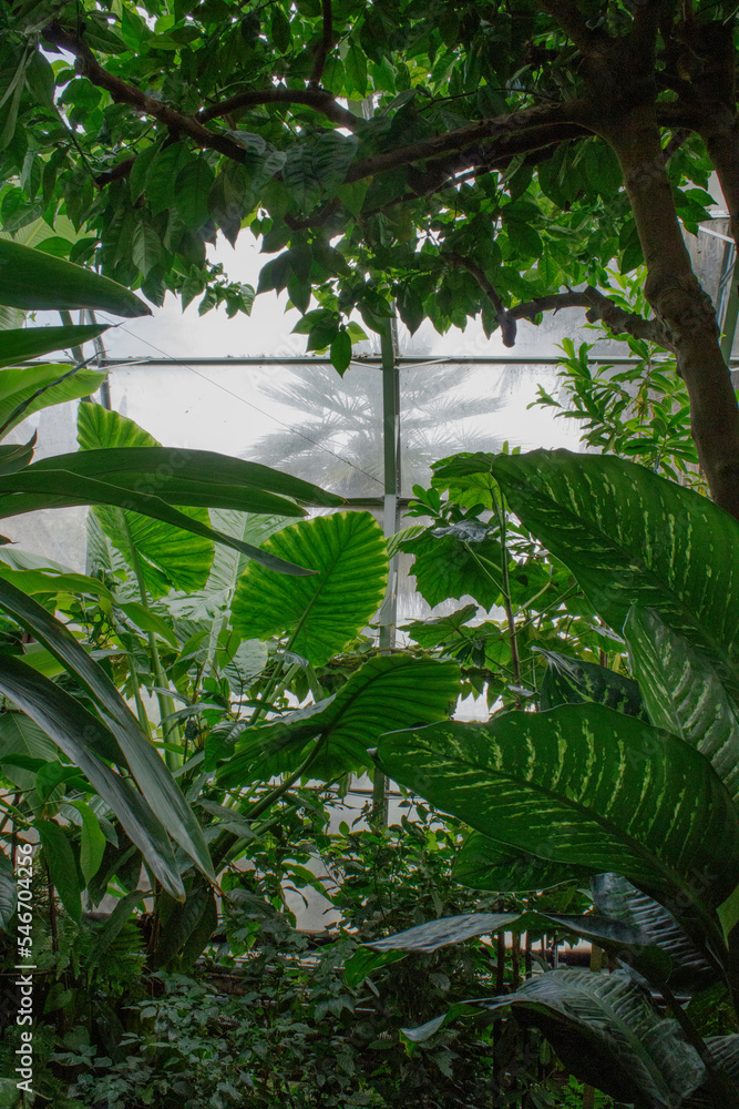 Plants in Greenhouse