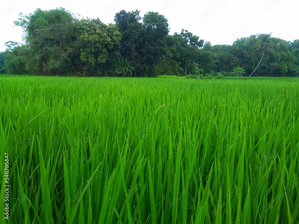 Fototapeta premium The expanse of rice plants in the fields looks fresh 