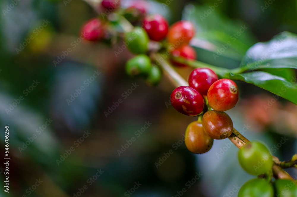 Coffee Beans Coffee Beans