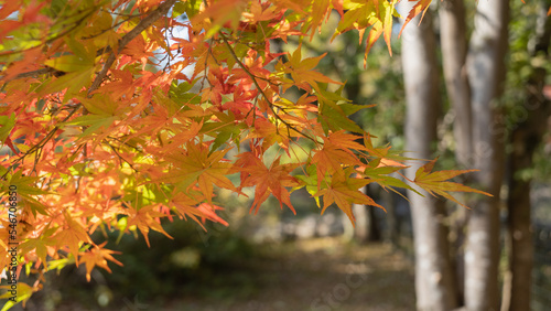 日本の秋・紅葉・もみじ