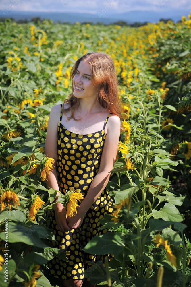 Field of sunflowers Field of sunflowers