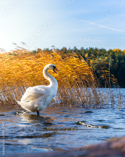 swan on the water